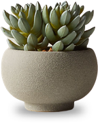 A potted succulent plant